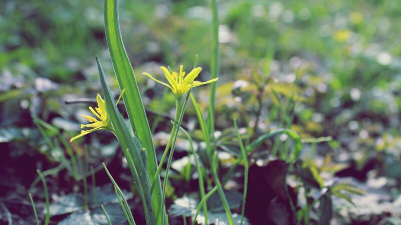 Yellow Wildflower in Grass