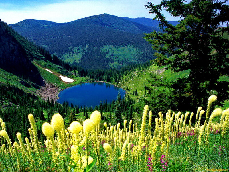 Yellow Wildflowers and Lake
