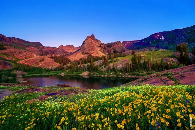 Yellow Wildflowers by Lake — Blue