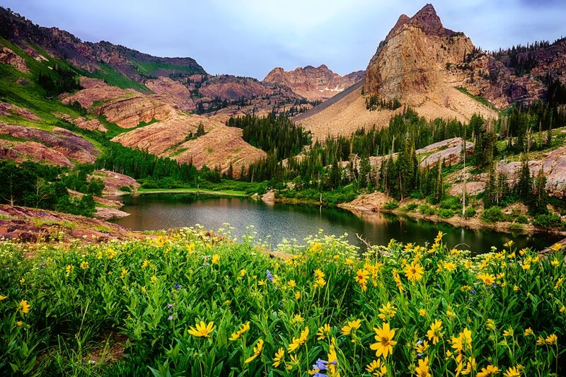 Yellow Wildflowers by Lake — Green