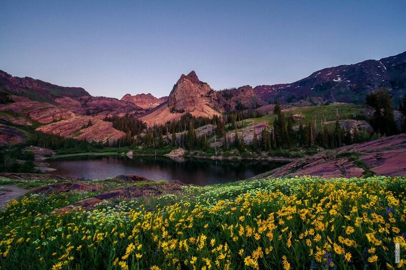 Yellow Wildflowers by Lake