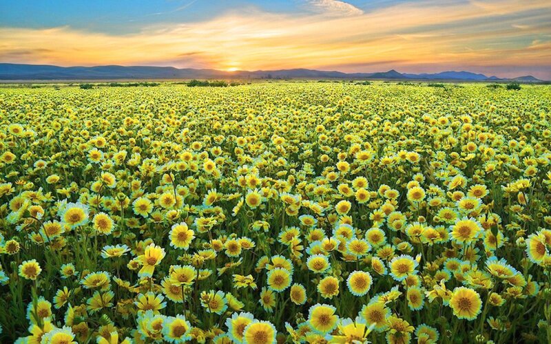 Yellow Wildflowers Field