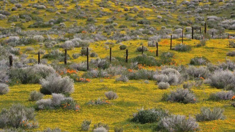 Yellow wildflowers in a field
