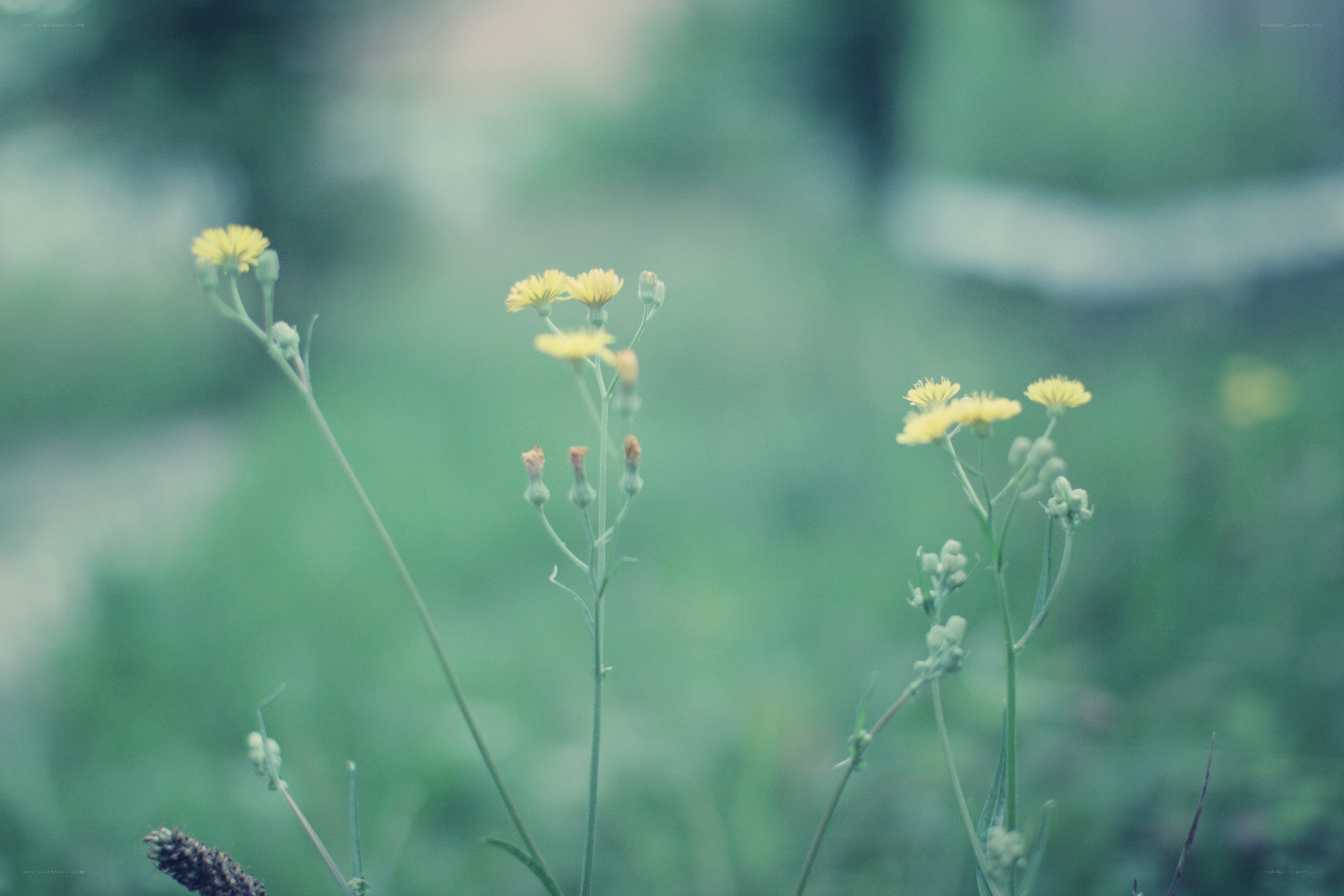Yellow wildflowers in a field