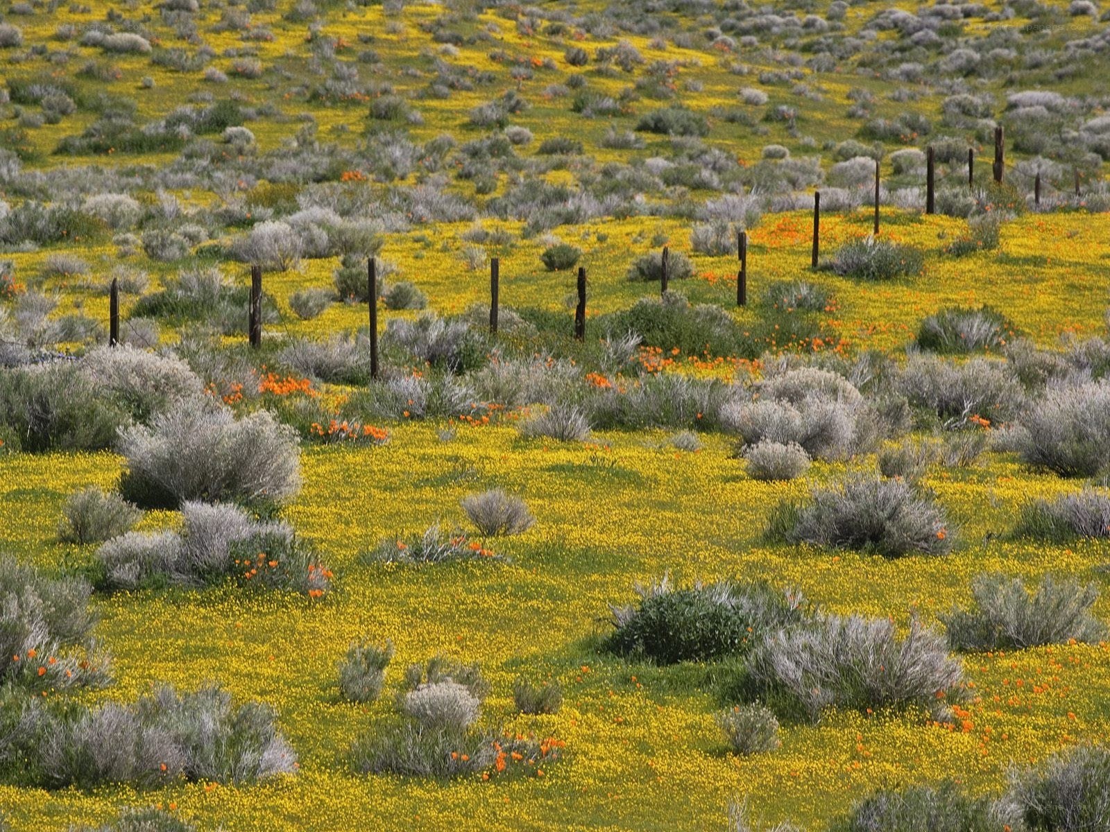 Yellow wildflowers in a field