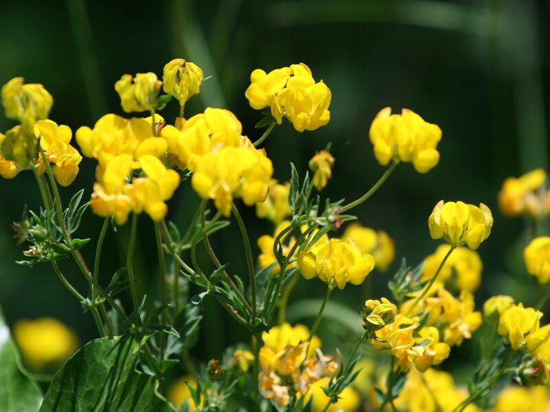 Yellow Wildflowers in Bloom — Natural, Afternoon