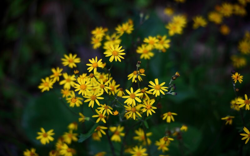 Yellow Wildflowers in Bloom — Natural