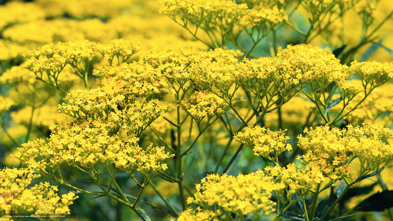 Yellow wildflowers in bloom