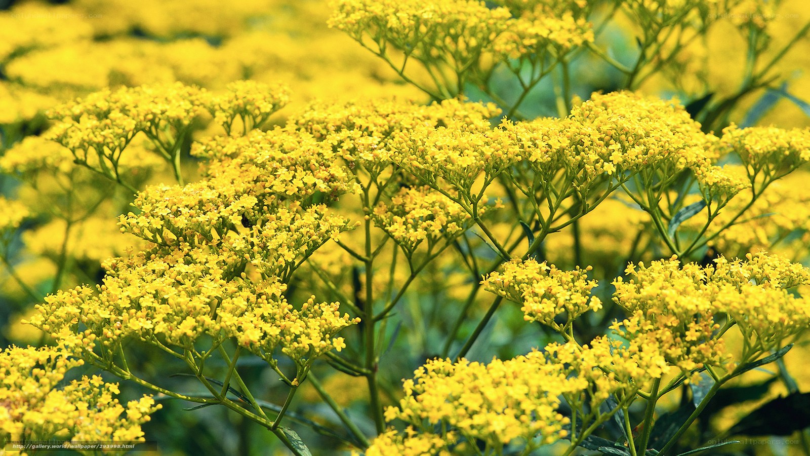 Yellow wildflowers in bloom