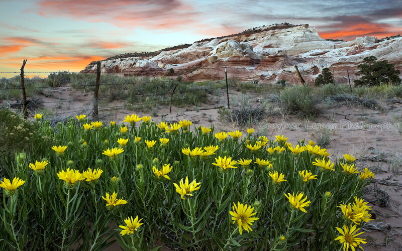 Yellow Wildflowers in Desert — Dramatic