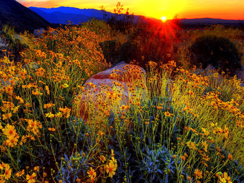 Yellow Wildflowers in Desert — Orange