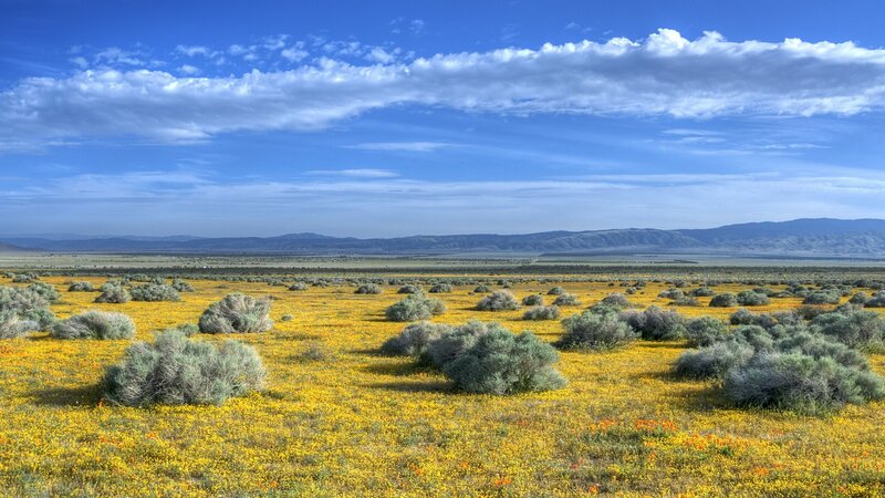 Yellow Wildflowers in Desert — Serene, Afternoon, Photograph