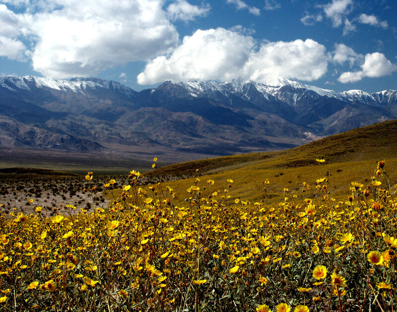 Yellow Wildflowers in Desert — Serene, Afternoon
