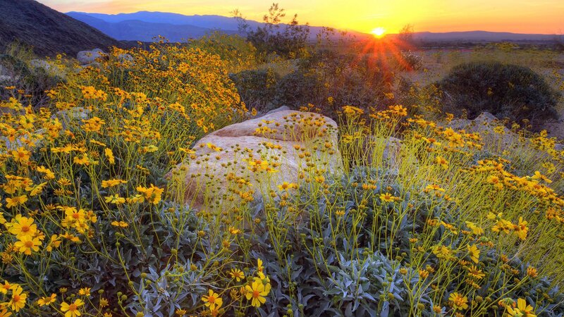 Yellow Wildflowers in Desert — Serene, Sunset, Photograph, Sun