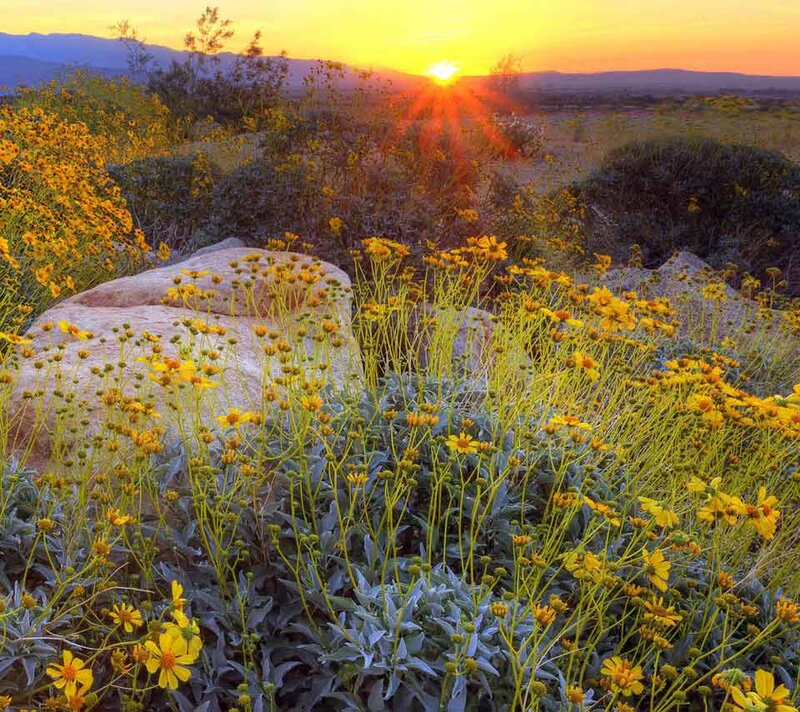 Yellow Wildflowers in Desert — Serene, Sunset