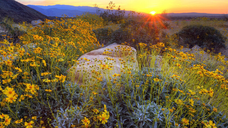 Yellow Wildflowers in Desert — Serene