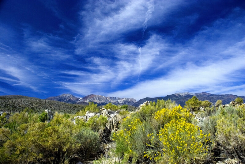 Yellow Wildflowers in Desert
