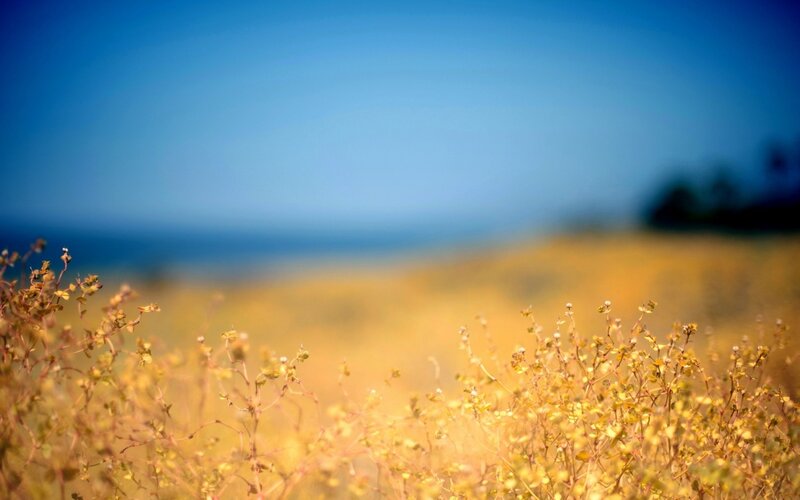 Yellow Wildflowers in Field — Afternoon