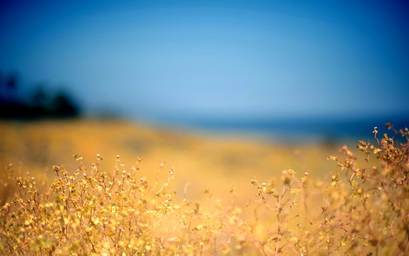 Yellow Wildflowers in Field — Blue, Serene, Afternoon, Photograph