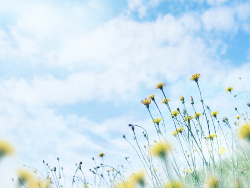Yellow Wildflowers in Field — Blue, Serene