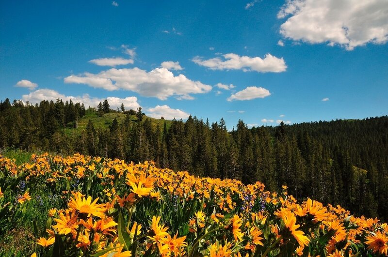 Yellow Wildflowers in Field — Blue