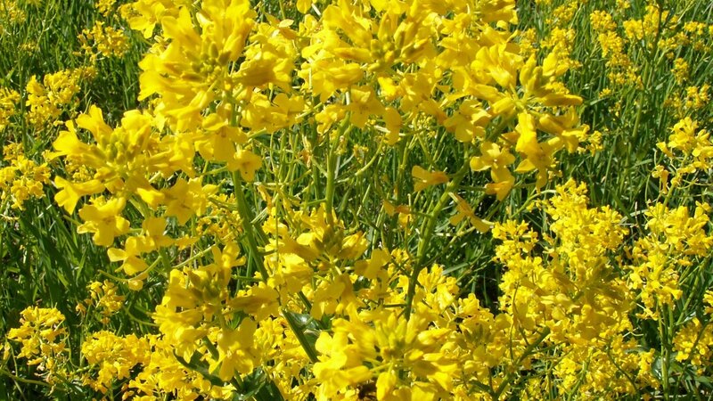Yellow Wildflowers in Field — Bright