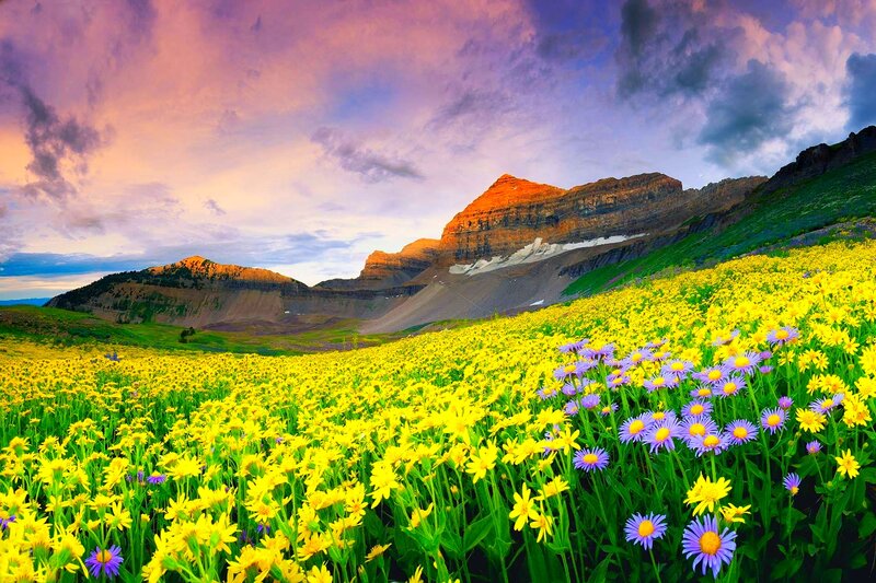 Yellow Wildflowers in Field — Dramatic