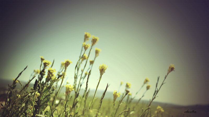 Yellow Wildflowers in Field — Green, Serene