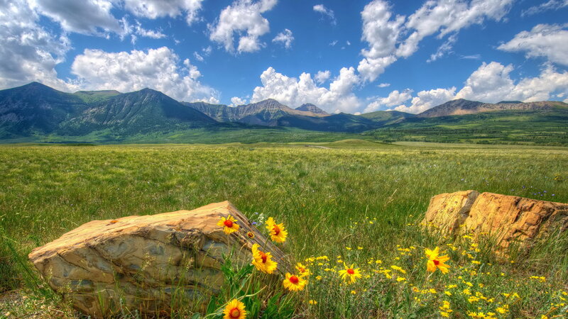Yellow Wildflowers in Field — Green