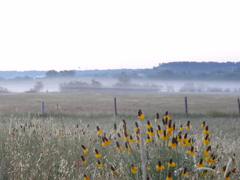 Yellow Wildflowers in Field — Misty