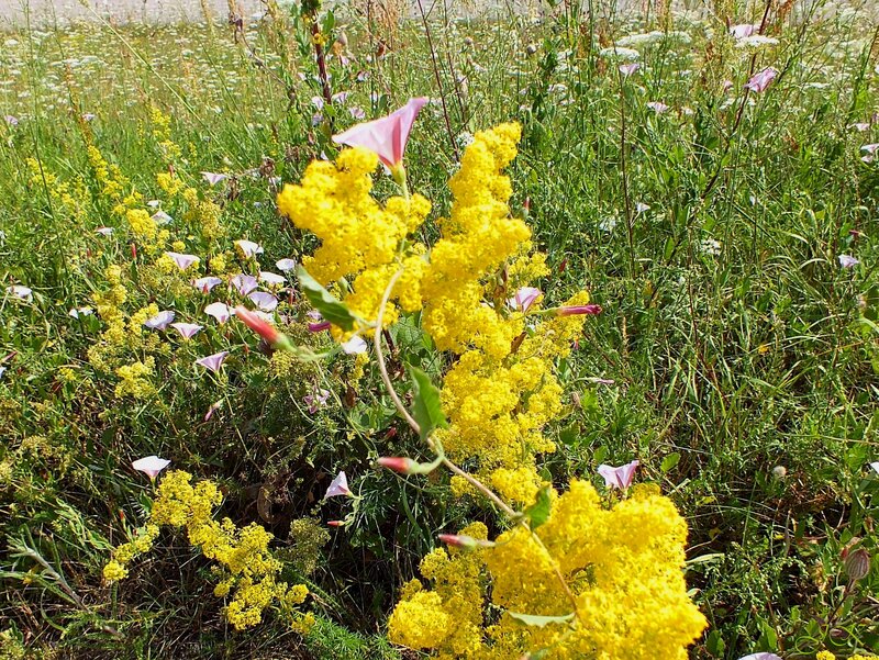 Yellow Wildflowers in Field — Natural, Summer