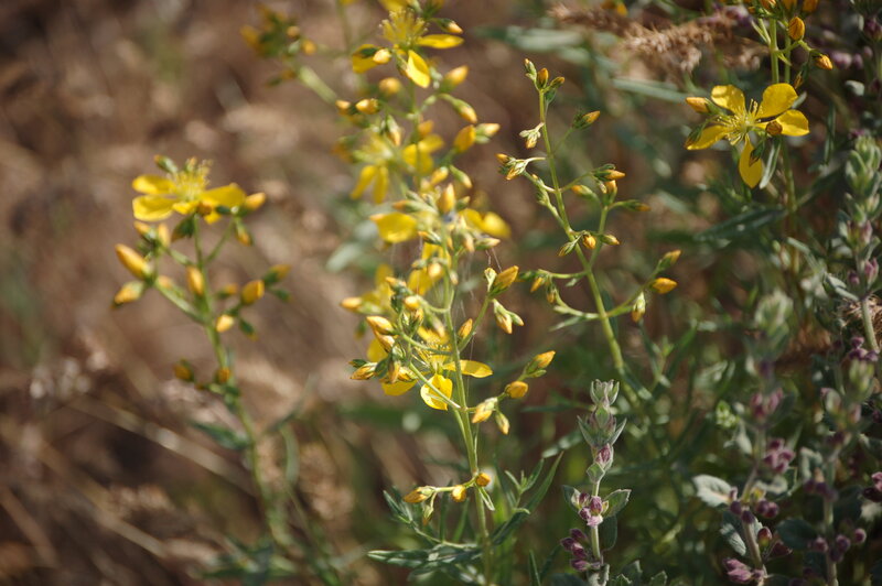 Yellow Wildflowers in Field — Natural