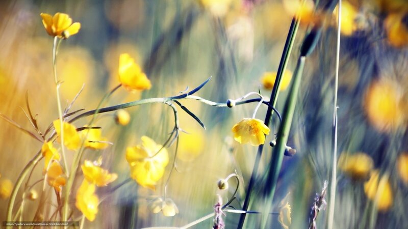Yellow Wildflowers in Field — Serene, Afternoon, Photograph, Grass