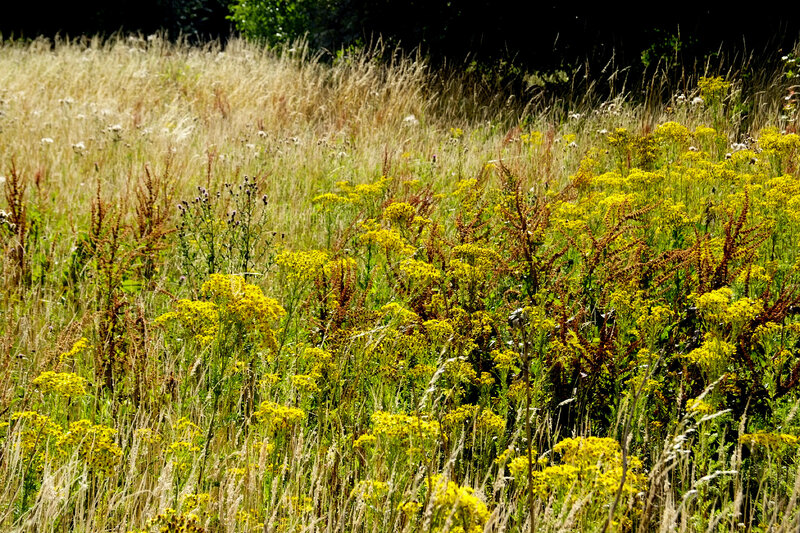 Yellow Wildflowers in Field — Serene, Afternoon, Photograph, Grass, Trees