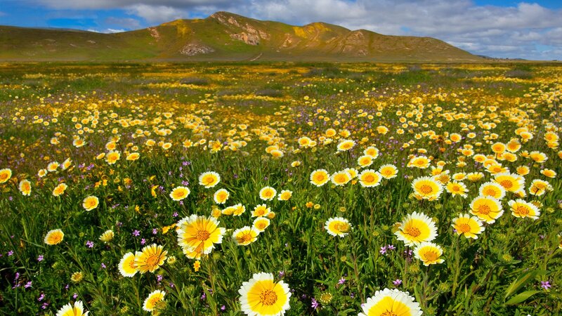 Yellow Wildflowers in Field — Serene, Afternoon, Photograph, Mountains, Sky
