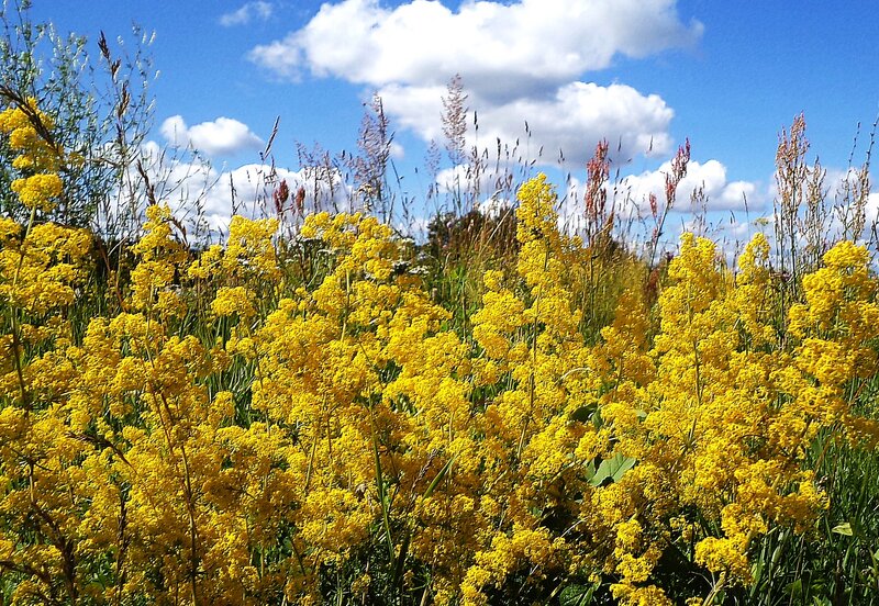 Yellow Wildflowers in Field — Serene, Afternoon, Photograph, Sky, Clouds