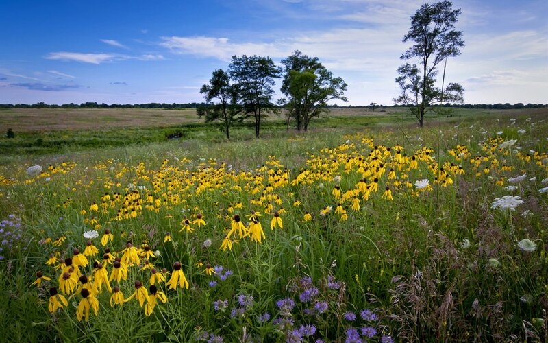 Yellow Wildflowers in Field — Serene, Afternoon, Photograph, Trees, Grass