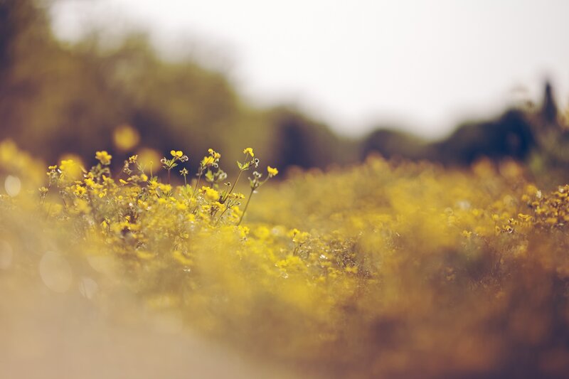 Yellow Wildflowers in Field — Serene, Afternoon, Photograph, Trees, Sky