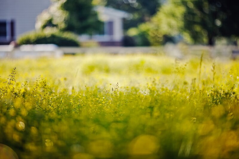 Yellow Wildflowers in Field — Serene, Afternoon, Photograph, Trees
