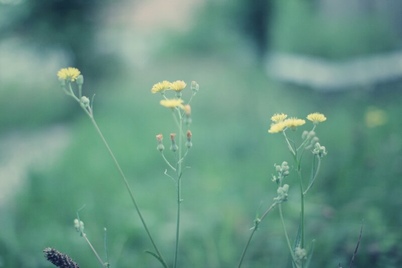 Yellow Wildflowers in Field — Serene, Morning, Photograph