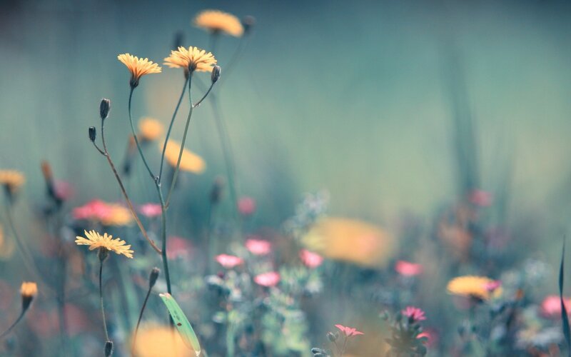 Yellow Wildflowers in Field — Serene, Morning