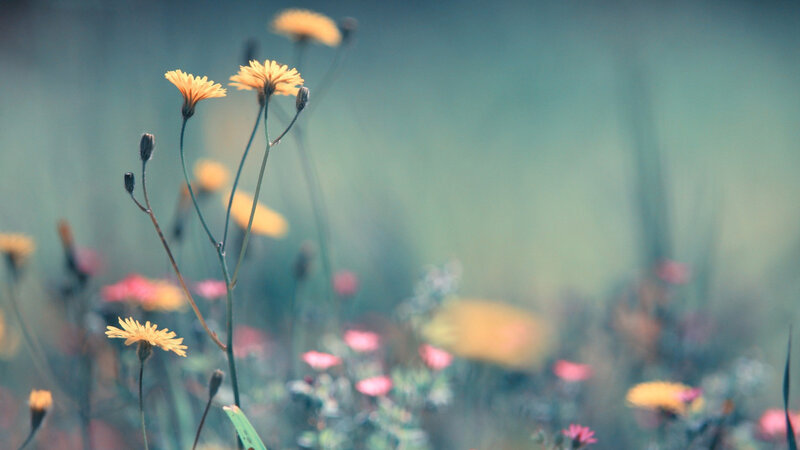 Yellow Wildflowers in Field — Serene, Spring, Photograph, Buds, Blurred Background