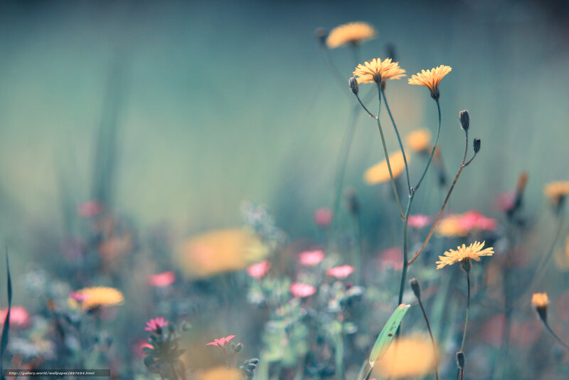 Yellow Wildflowers in Field — Serene, Spring, Photograph, Green Stems, Blurred Background