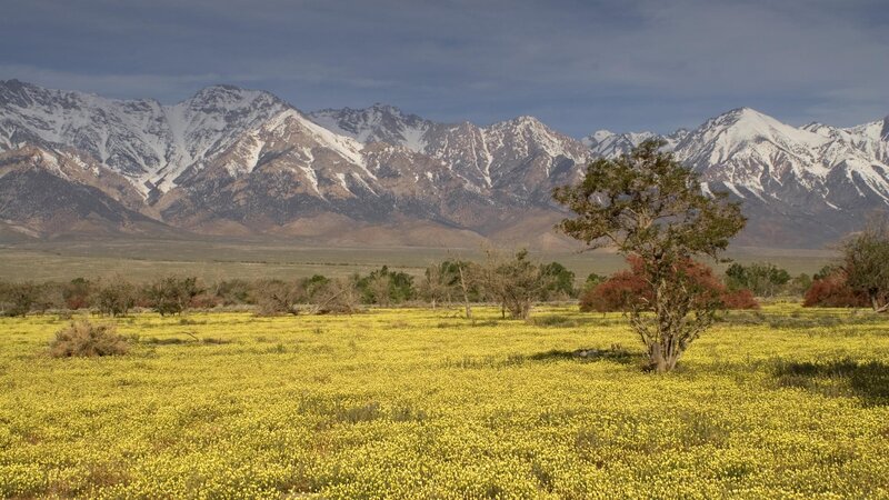 Yellow Wildflowers in Field — Serene, Spring, Photograph, Mountains, Tree