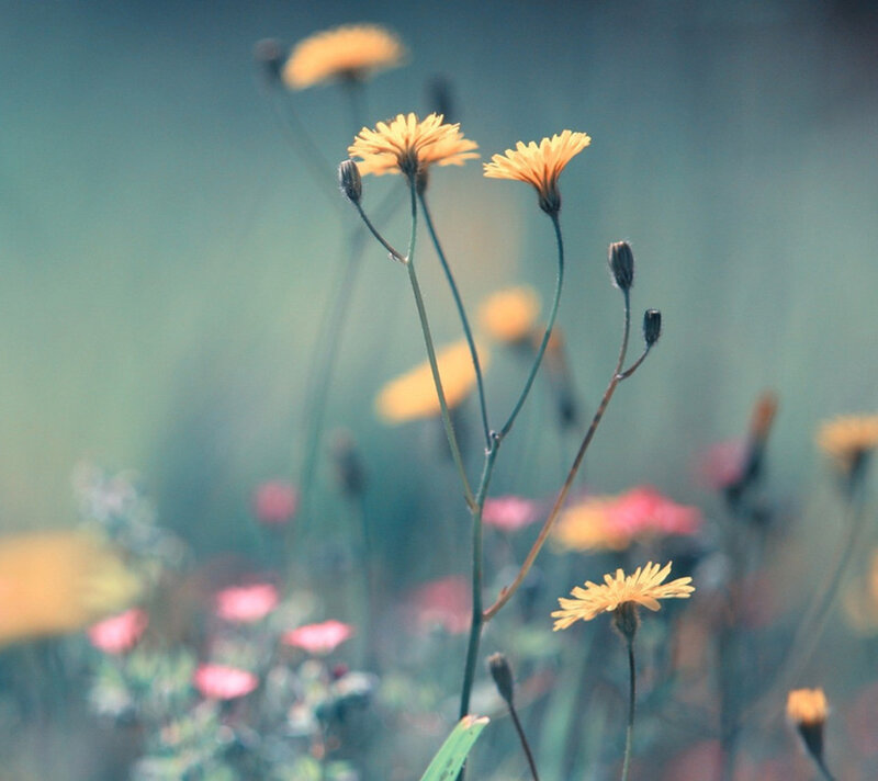 Yellow Wildflowers in Field — Serene, Spring, Photograph