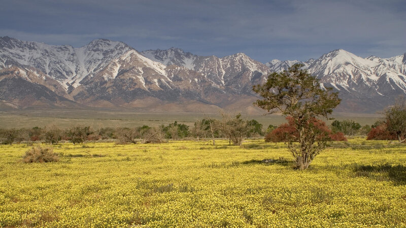 Yellow Wildflowers in Field — Serene, Spring