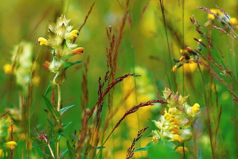 Yellow Wildflowers in Field — Serene, Summer, Photograph, Grass
