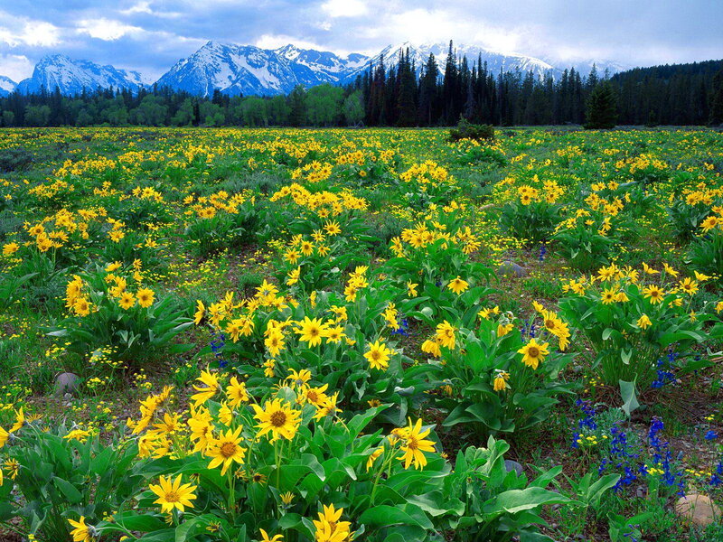 Yellow Wildflowers in Field — Serene, Summer, Photograph, Mountains