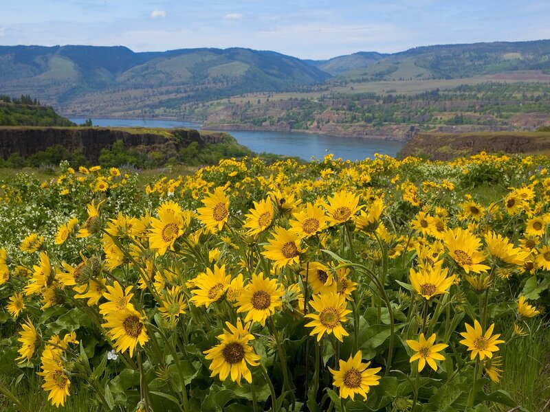Yellow Wildflowers in Field — Serene, Summer, Photograph, River, Hills