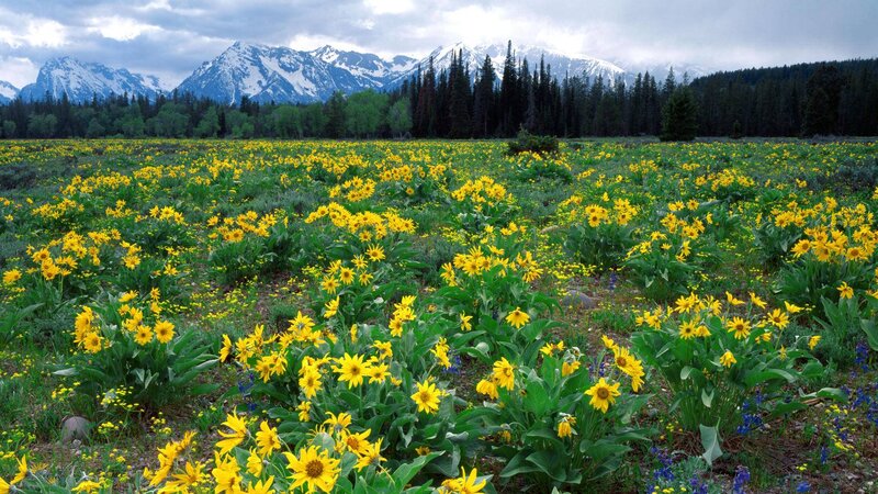Yellow Wildflowers in Field — Serene, Summer, Photograph